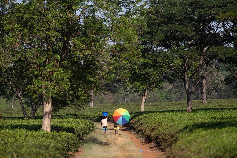 IMG_0480-Malawi-Tea-2020-1000×666